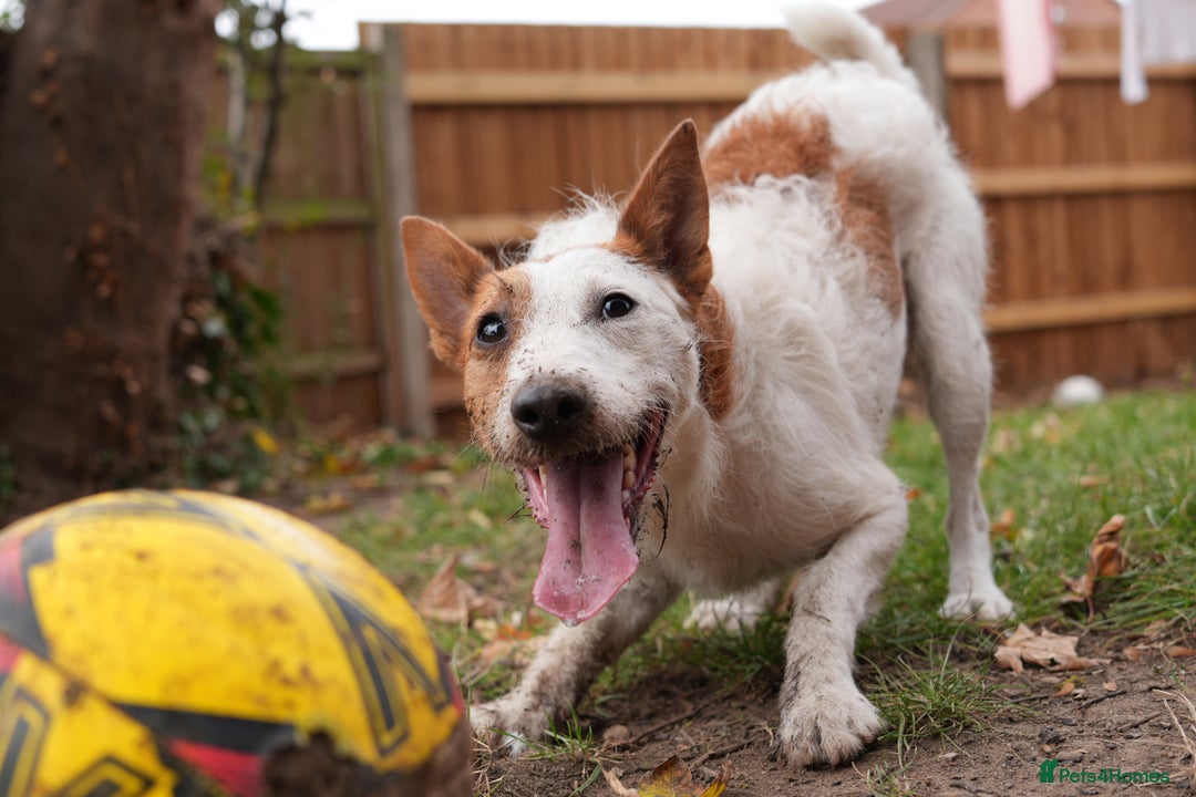 Jack Russell dogs for stud: Parson Jack Russell  - Image 6