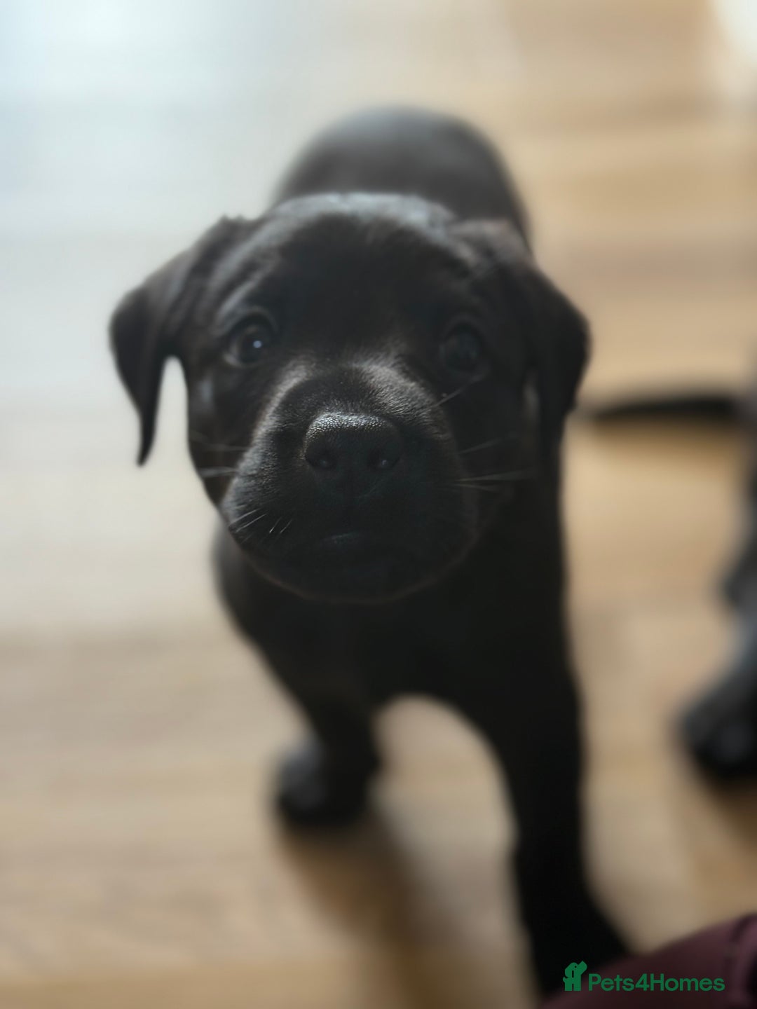Labrador Retriever dogs for sale: Beautiful Black Labrador puppies in Cheltenham - Image 13