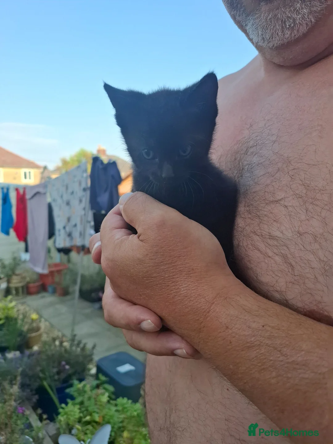 British Shorthair cats for sale: Black kittens  - Advert 2