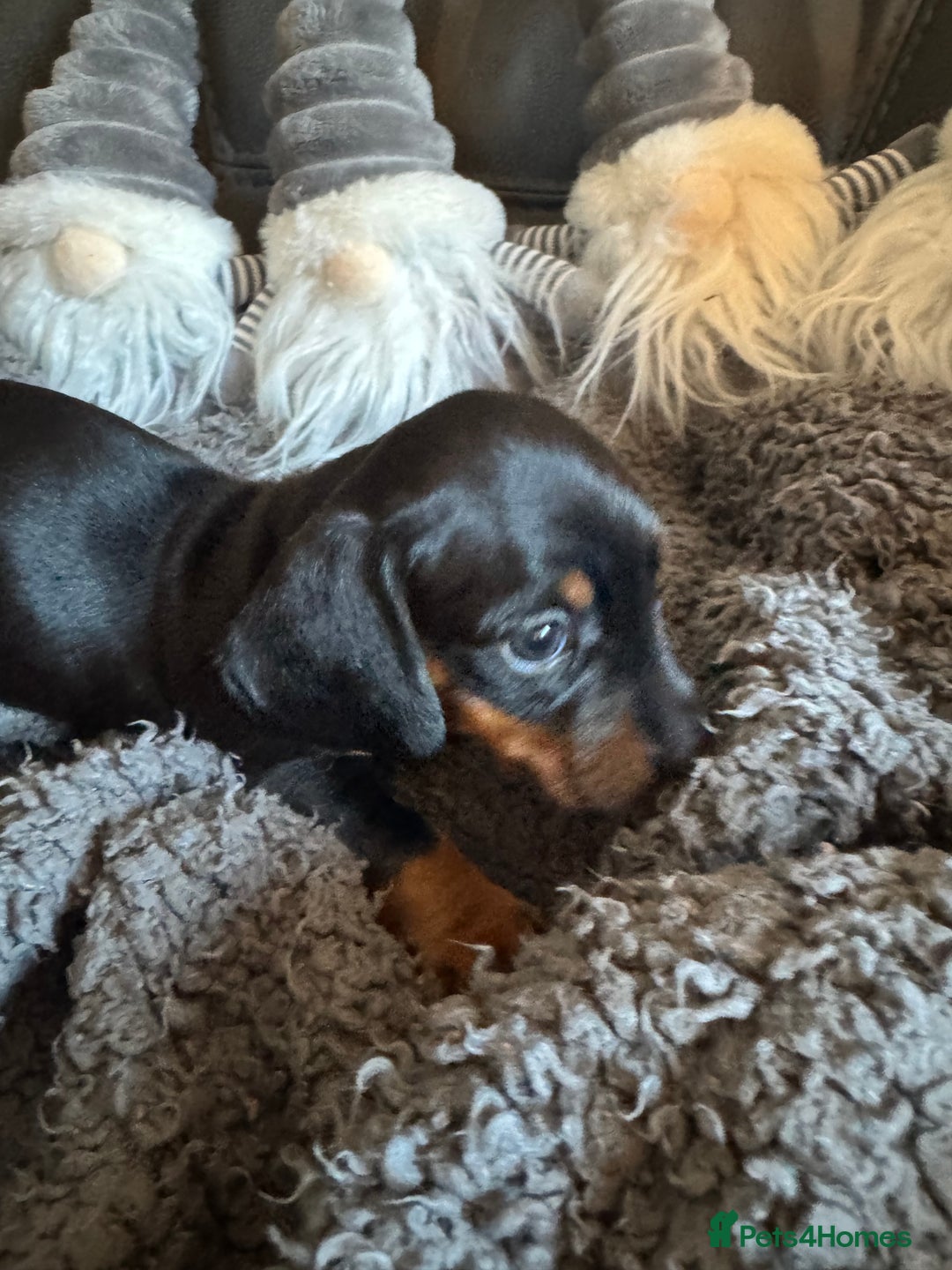 Dachshund dogs for sale: 3 Dachshunds will be ready for  **  - Advert 14