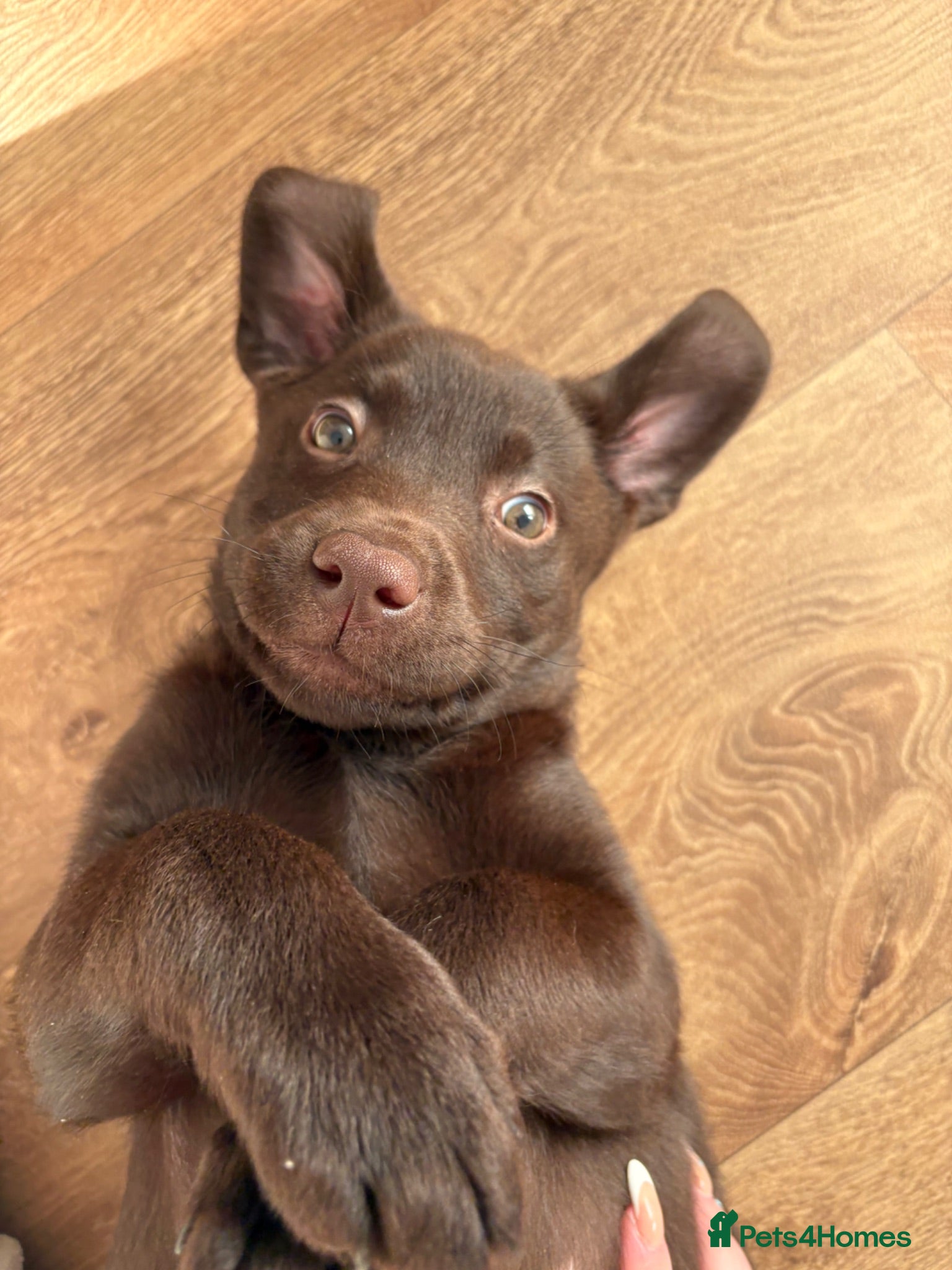 Labrador Retriever dogs 6 month old pure breed chocolate lab - Advert 1