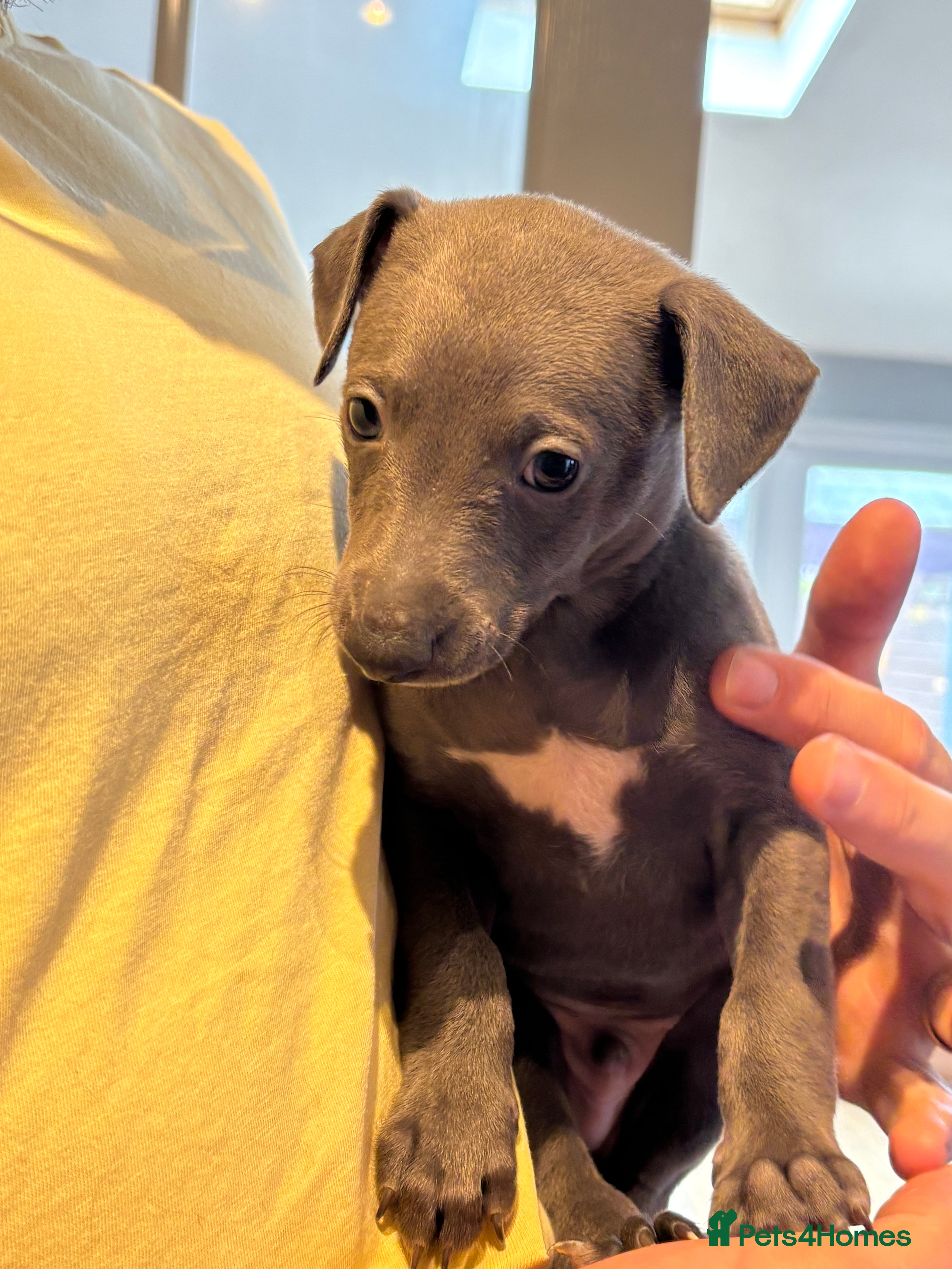 Whippet dogs Stunning Blue KC Reg Whippets Pups  - Advert 2