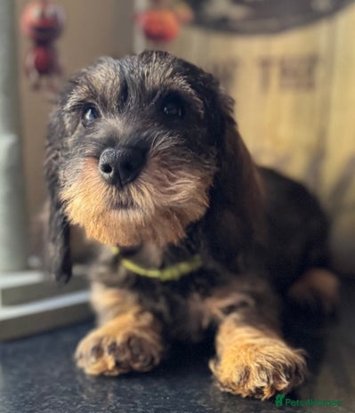 Dachshund dogs - Advert 3