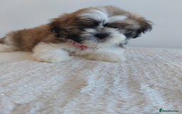 Shih Tzu dogs for sale: Beautiful Shih tzu puppies 🫶🏼 - Image 19