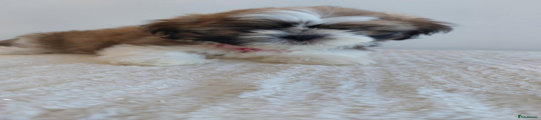 Shih Tzu Puppy 7