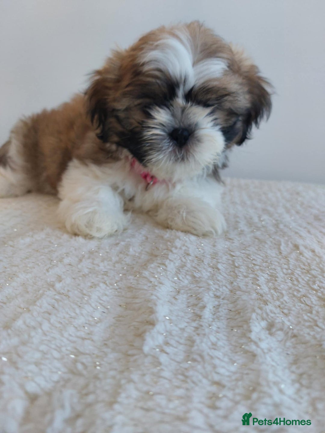 Shih Tzu dogs for sale: Beautiful Shih tzu puppies 🫶🏼 - Image 19