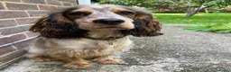 Cocker Spaniel dogs for sale: Cocker Spaniel puppies in Burgess Hill - Advert 2