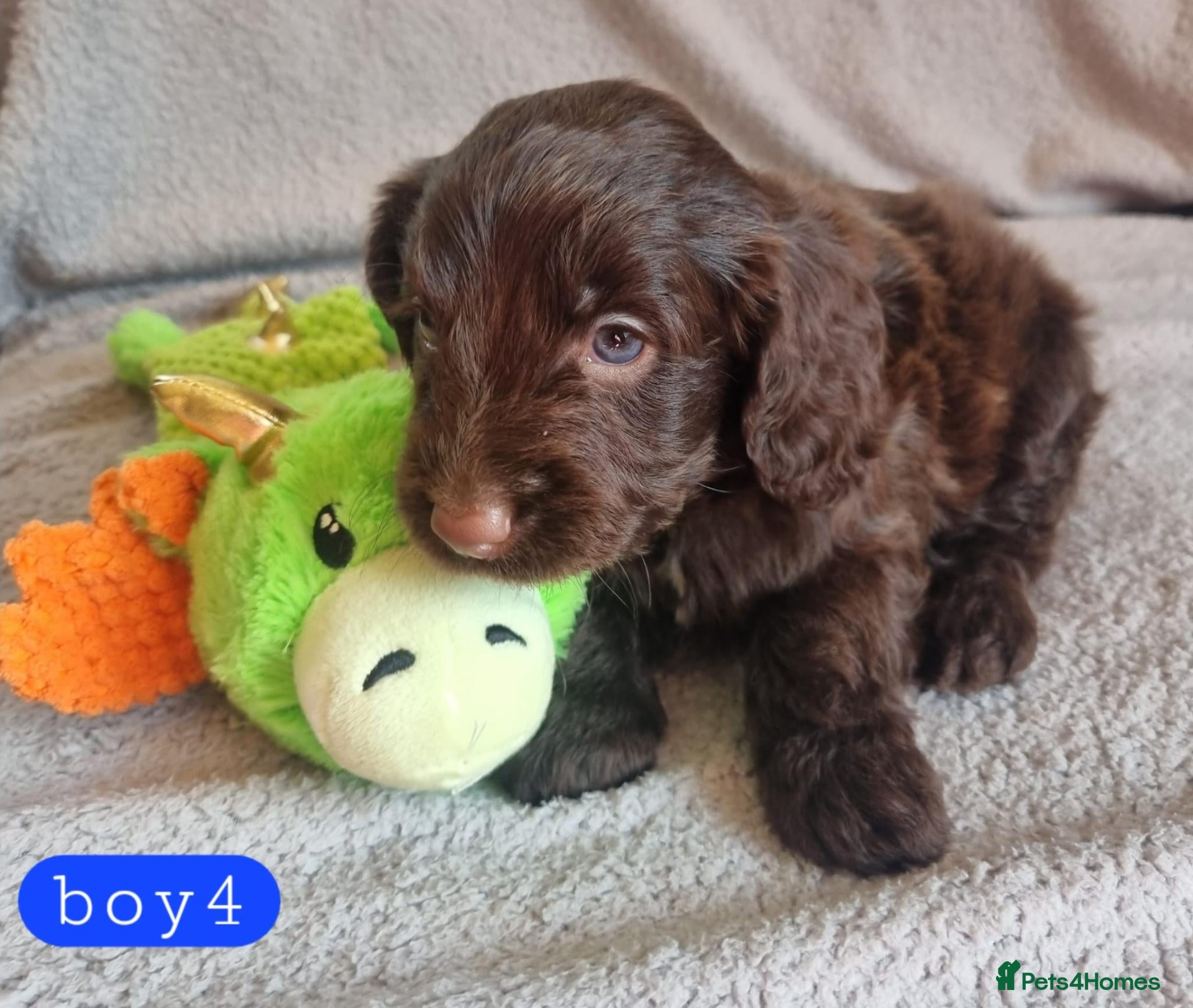 Cockapoo dogs Cockapoo Merle Puppies  - Advert 2