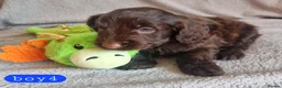Cockapoo dogs for sale: Cockapoo Merle Puppies  - Advert 4