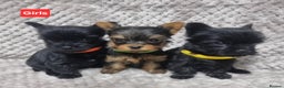 Yorkshire Terrier dogs for sale: Yorkshire Terrier  - Advert 2