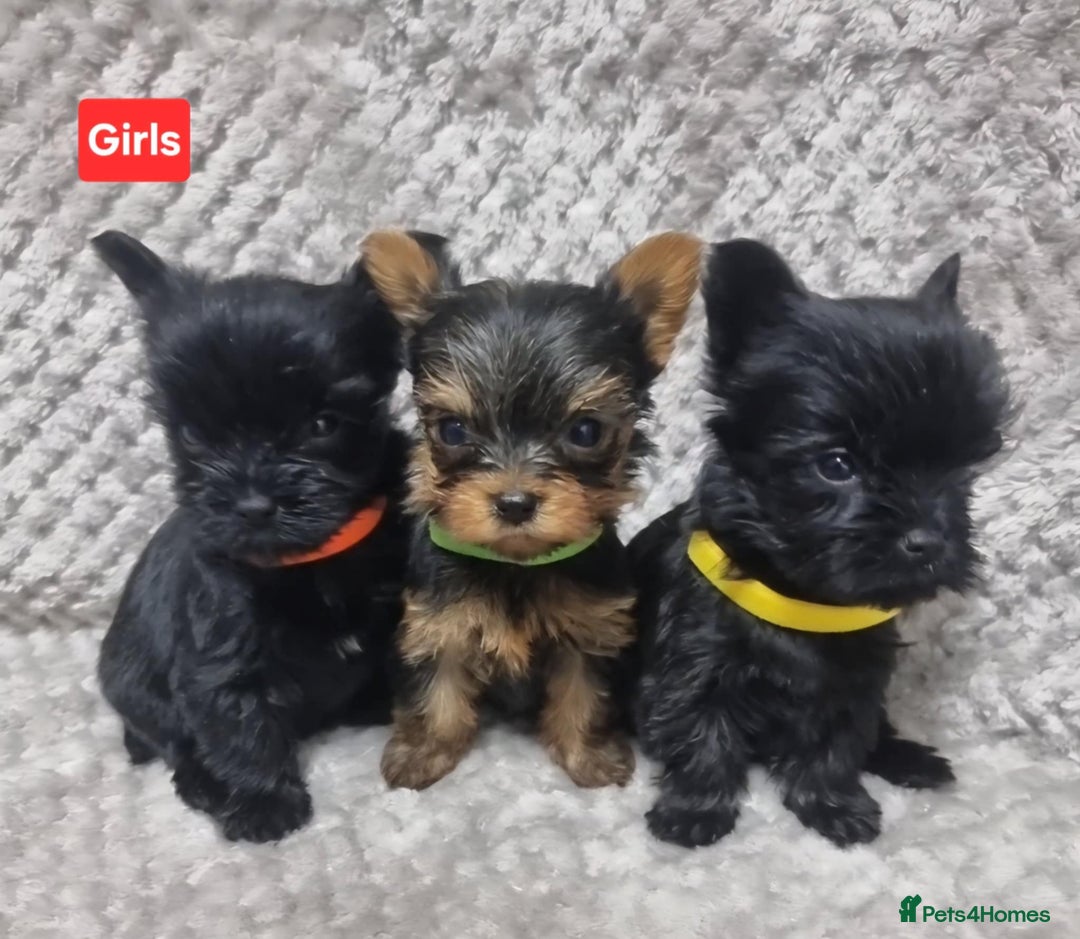 Yorkshire Terrier dogs for sale: Yorkshire Terrier  - Advert 2