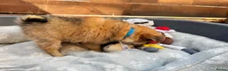 Pomeranian dogs for sale: ✨🐶 9  Beautiful Pomeranian Puppies  - Advert 37