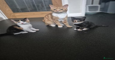 Domestic Shorthair cats - Advert 4