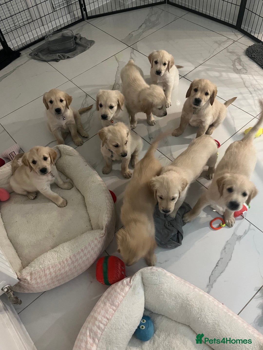 Golden Retriever dogs for sale: Golden retriever  - Advert 1