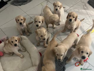 Golden Retriever dogs Golden retriever - Advert 3