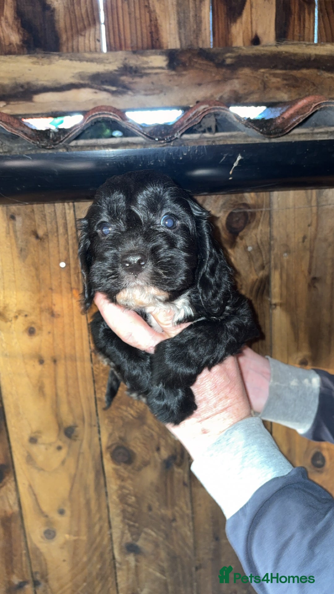 Cockapoo dogs for sale: Beautiful F1 Cockapoo puppies available  - Advert 2