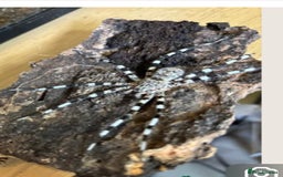 Spiders invertebrates for sale: Ornamental Wandering Spider - Image 1