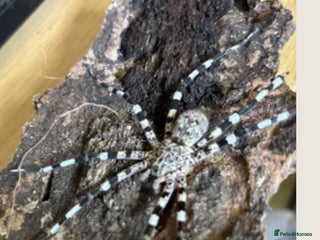 Spiders invertebrates for sale - Advert 2