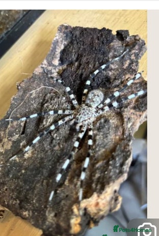 Spiders invertebrates - Advert 1