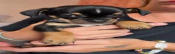 Chihuahua dogs for sale: Beautiful tiny chihuahua’s - Advert 22