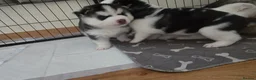 Siberian Husky dogs for sale: 2 x FEMALE HUSKY PUPS LEFT. CAN GO AFTER 6/8/2026 - Advert 6
