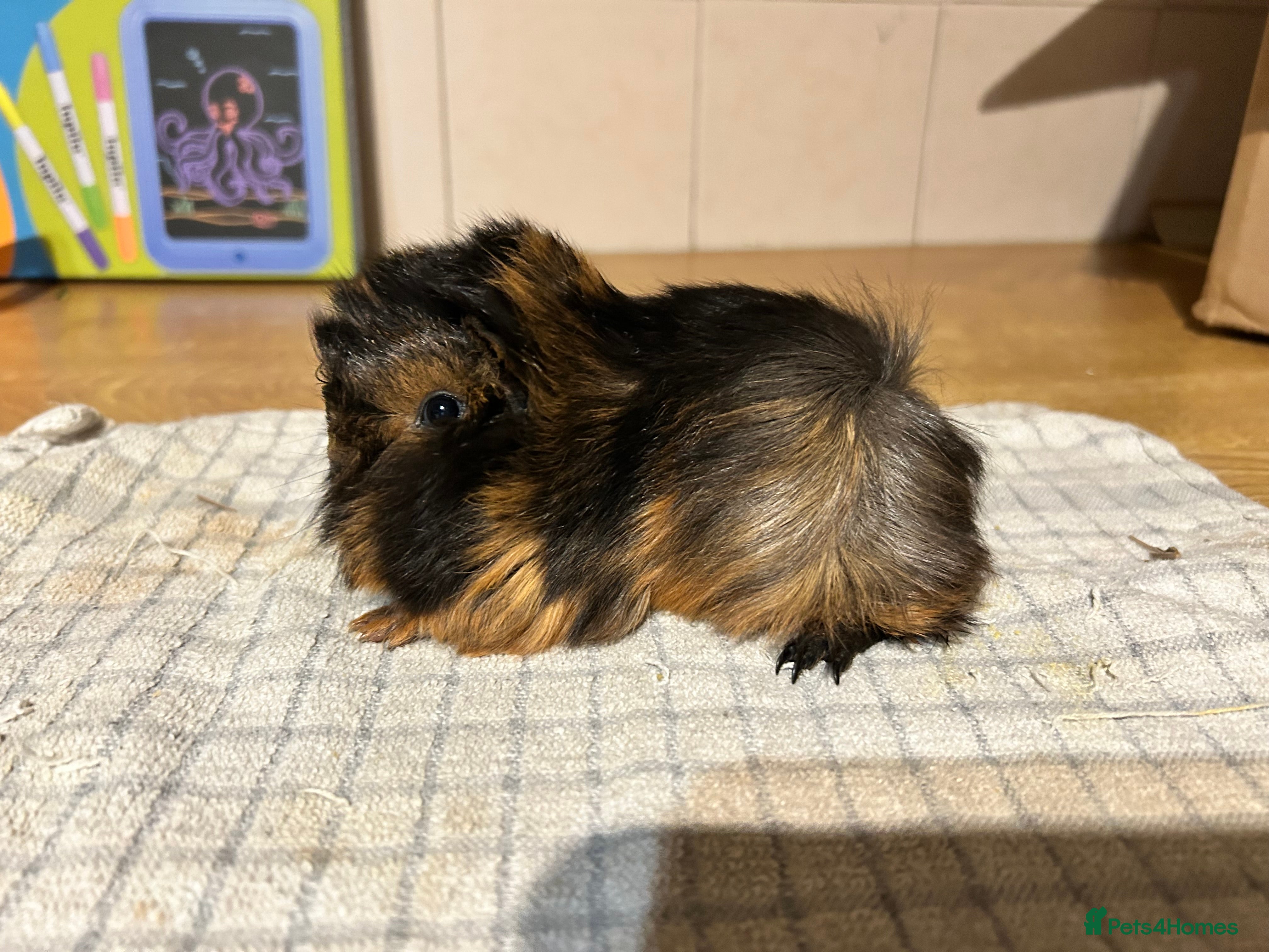 Guinea Pig rodents Last 2 female Peruvian pure bred guineapigs left - Advert 11