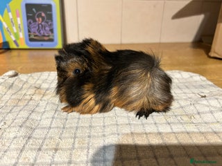 Guinea Pig rodents Last 2 female Peruvian pure bred guineapigs left - Advert 11