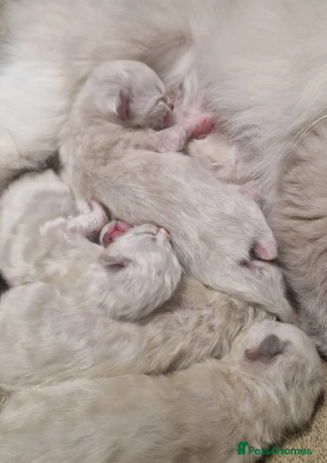 Ragdoll cats for sale: Ragdoll kittens - Advert 9