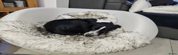 Pointer dogs for sale: Beautiful Pointer 18 months - Advert 6
