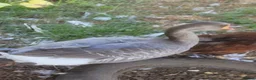 Geese poultry for sale: Female Lavender Goose for sale - Advert 3