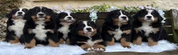 Bernese Mountain Dog dogs for sale: 🐾 Beautiful KC Bernese Mountain Dog Puppies 🐾  - Advert 13