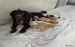 Cocker Spaniel dogs for sale: Cocker spaniel puppies - Image 10