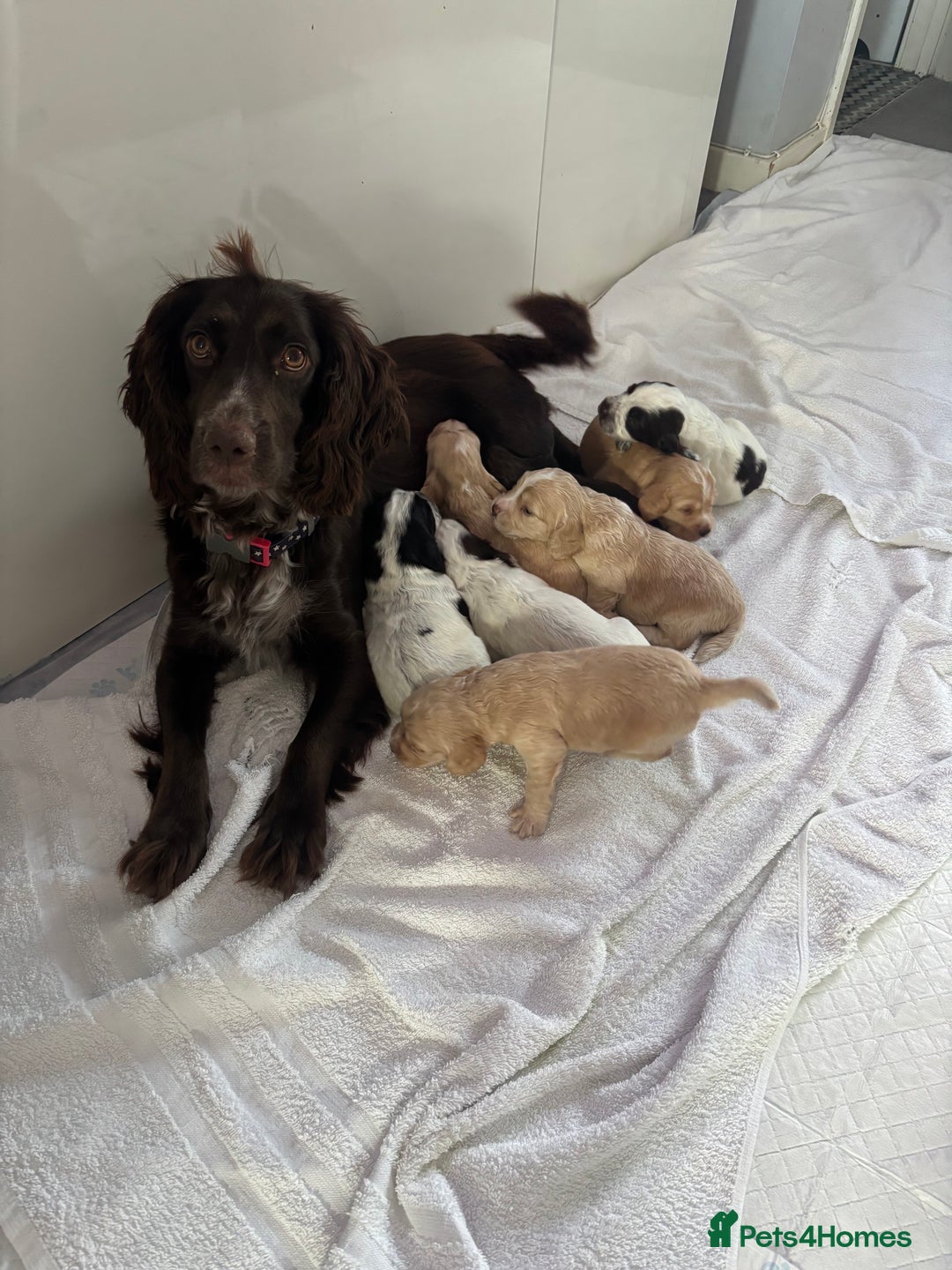 Cocker Spaniel dogs for sale: Cocker spaniel puppies - Image 10