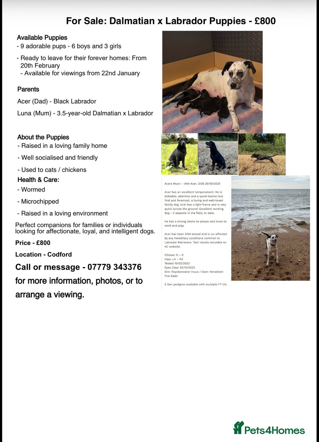 Mixed Breed dogs for sale: 1/4 Dalmatian x 3/4 Labrador  - Advert 1