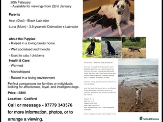 Mixed Breed dogs 1/4 Dalmatian x 3/4 Labrador - Advert 5