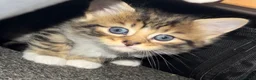 Siberian cats for sale: Ready now Gorgeous Siberian mixed kitten male  - Advert 20