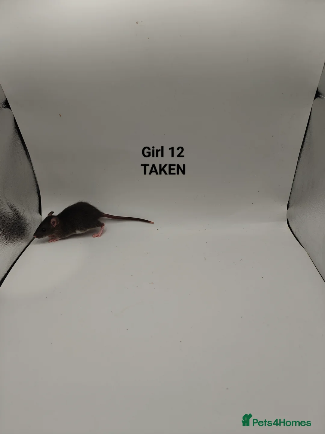 Rat rodents for sale: NOV: 18 Rats (2 Rats: 2 Girls Left) - Advert 19