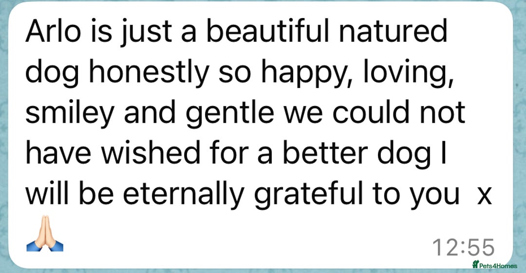 Labrador Retriever dogs for sale: Perfect Litter of 5th Generation Labrador Puppies - Advert 15