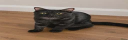 Mixed Breed cats for sale: Cats Looking for Loving Homes in Croydon - Advert 3