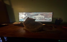 British Shorthair cats for sale: Fluffy British Shorthair Kitten  - Advert 4