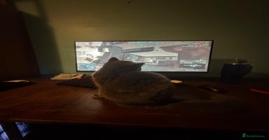 British Shorthair cats Fluffy British Shorthair Kitten  - Advert 14