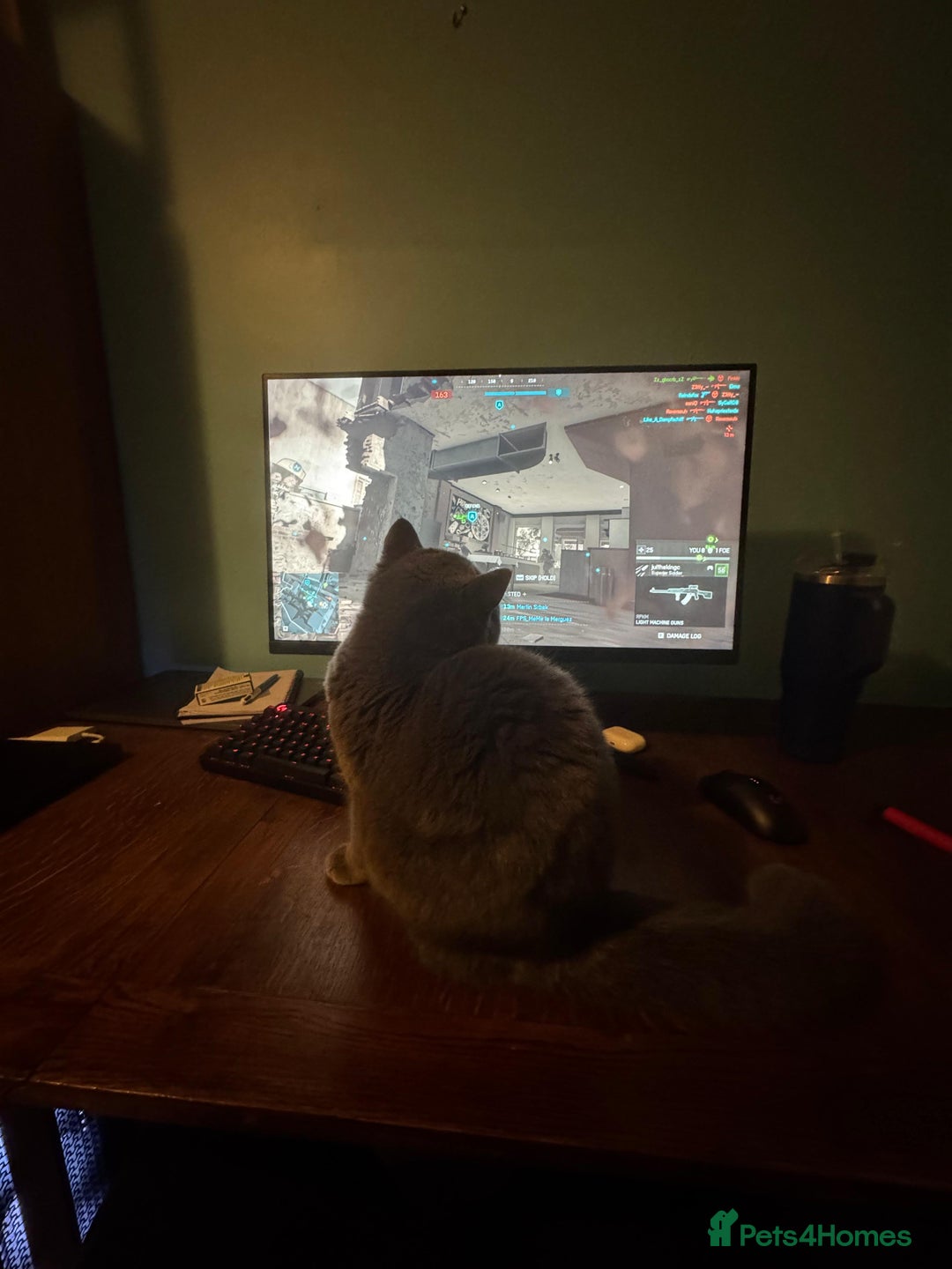 British Shorthair cats for sale: Fluffy British Shorthair Kitten  - Advert 4