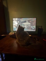 British Shorthair cats Fluffy British Shorthair Kitten - Advert 14