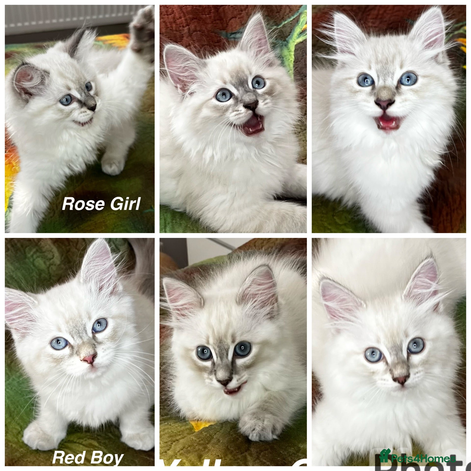 Siberian cats for sale: ❤️6 Beautiful Neva Masquerade x Ragdoll Kittens ❤️ - Advert 1