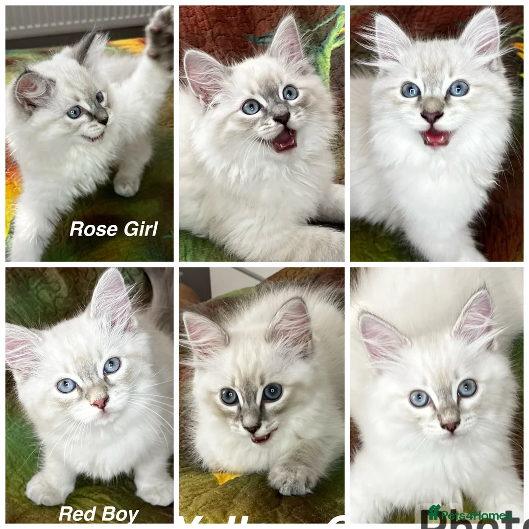 Siberian cats for sale: ❤️6 Beautiful Neva Masquerade x Ragdoll Kittens ❤️ - Advert 1