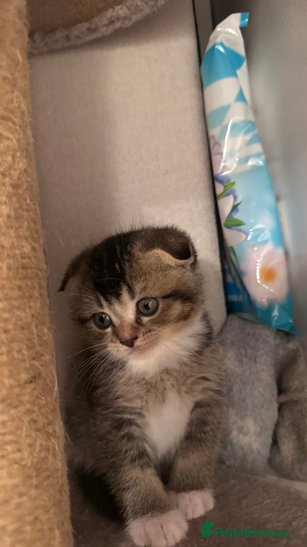 Scottish Fold cats for sale: Scottish fold X Scottish straight  - Advert 12