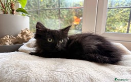 Russian Blue cats for sale: Crossed Russian Blue Kitten - Advert 10