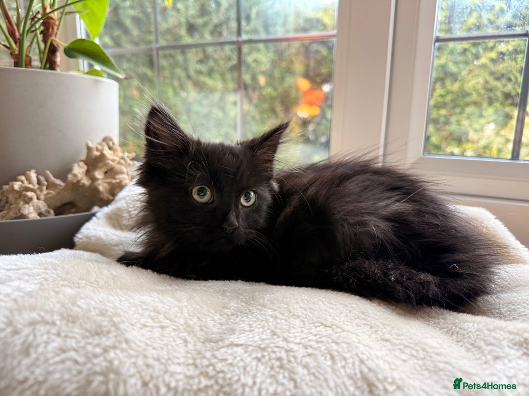 Russian Blue cats for sale: Crossed Russian Blue Kitten - Advert 10