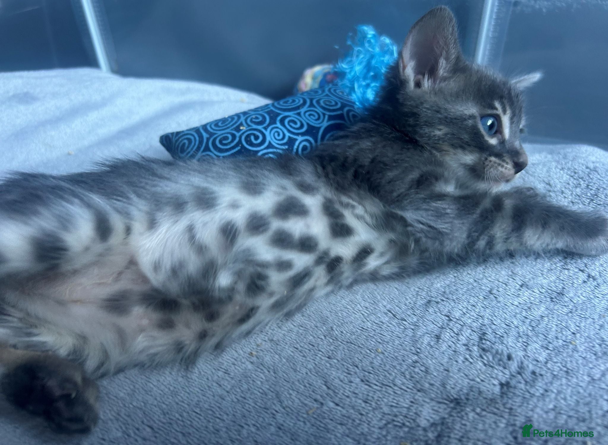 Bengal cats Female Blue & Black Smoke TICA Bengal kittens  - Advert 13