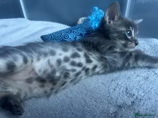 Bengal cats Female Blue & Black Smoke TICA Bengal kittens - Advert 13